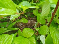 nest240617-2_Lanius_cristatus_2024_0617_1537