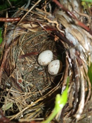 nest240617-2_Lanius_cristatus_2024_0617_1538-3