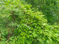 nest240617-2_Lanius_cristatus_2024_0617_1538-4