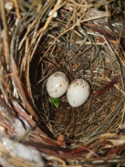 nest240617-2_Lanius_cristatus_2024_0617_1538