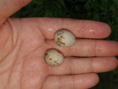 nest240617-2_Lanius_cristatus_2024_0617_1539