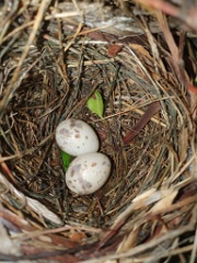 nest240617-2_Lanius_cristatus_2024_0618_1401