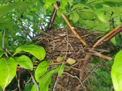 nest240618-2_Lanius_cristatus_2024_0617_1008-3