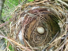 nest240618-2_Lanius_cristatus_2024_0618_1133