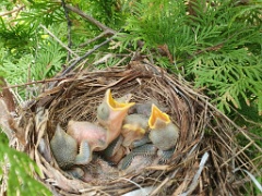 nest240618-4_Lanius_cristatus_2024_0618_1458-2