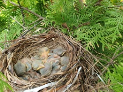 nest240618-4_Lanius_cristatus_2024_0618_1458