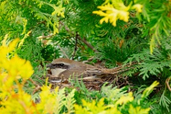 nest240618-4_Lanius_cristatus_2024_0618_1520