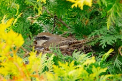 nest240618-4_Lanius_cristatus_2024_0618_1521