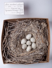 eggs_museum_Lanius_meridionalis201010211351