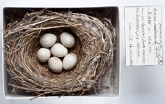 eggs_museum_Lanius_phoenicuroides201009281824