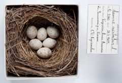 eggs_museum_Lanius_phoenicuroides201009281827