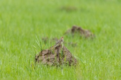 Anthus_cervinus_2020_0508_1121-2