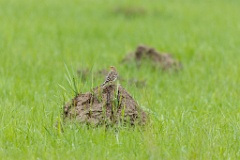 Anthus_cervinus_2020_0508_1121