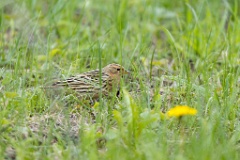 Anthus_cervinus_2020_0508_1123