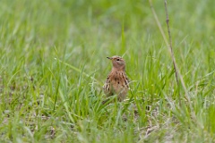 Anthus_cervinus_2020_0508_1124-5