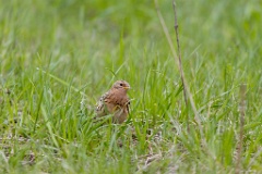 Anthus_cervinus_2020_0508_1124-6