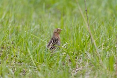 Anthus_cervinus_2020_0508_1124