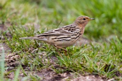 album_cover_Anthus_cervinus_2020_0508_1125