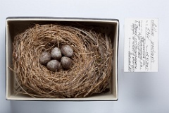 eggs_museum_Anthus_pratensis201009281323
