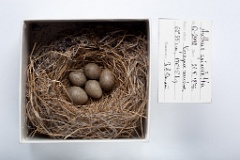 eggs_museum_Anthus_spinoletta201009281350