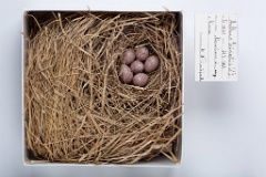 eggs_museum_Anthus_trivialis201009271813