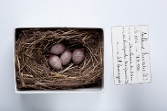 eggs_museum_Anthus_trivialis201009281118