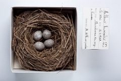 eggs_museum_Anthus_trivialis201009281149