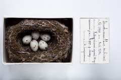 eggs_museum_Dendronanthus_indicus201009281500