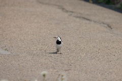 Motacilla_alba_2024_0604_1516-2