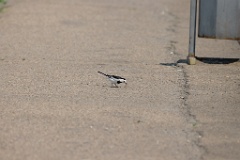 Motacilla_alba_2024_0604_1516