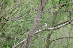 Motacilla_alba_2024_0611_1229