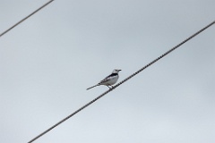 Motacilla_alba_2024_0612_1515