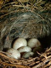 eggs_nature_Motacilla_alba200505161113