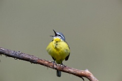 bird_singing_Motacilla_flava_2012_0601_1044
