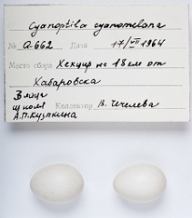 eggs_apart_Cyanoptila_cyanomelana201009301326-1