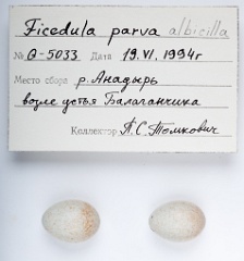 eggs_apart_Ficedula_albicilla201010061612-1