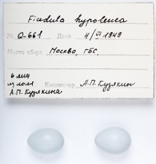 eggs_apart_Ficedula_hypoleuca201009301314-1
