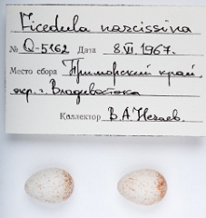 eggs_apart_Ficedula_narcissina201010061605-3
