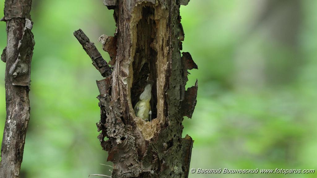 nest240612-2_Ficedula_zanthopygia_KadrVideo_1.jpg - Дальний Восток. Окрестности села Восход, Осиновореченское сельское поселение, Хабаровский район. 12 июня 2024 г. Стоп-кадр из видео.