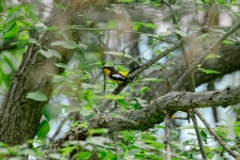 Ficedula_zanthopygia_2024_0606_1448-3