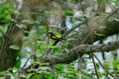 Ficedula_zanthopygia_2024_0606_1448-4