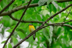 Ficedula_zanthopygia_2024_0611_1842-2