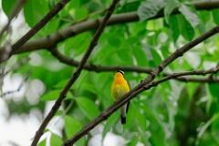 Ficedula_zanthopygia_2024_0611_1842