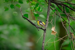 Ficedula_zanthopygia_2024_0615_1436