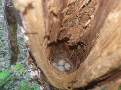 nest240612-2_Ficedula_zanthopygia_2024_0612_1344-2