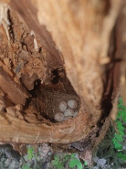 nest240612-2_Ficedula_zanthopygia_2024_0612_1344
