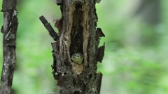 nest240612-2_Ficedula_zanthopygia_KadrVideo_2