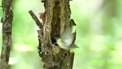 nest240612-2_Ficedula_zanthopygia_KadrVideo_3