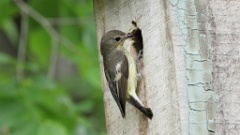 nest240619-1_Ficedula_zanthopygia_KadrVideo_1
