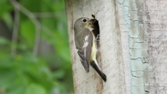 nest240619-1_Ficedula_zanthopygia_KadrVideo_2